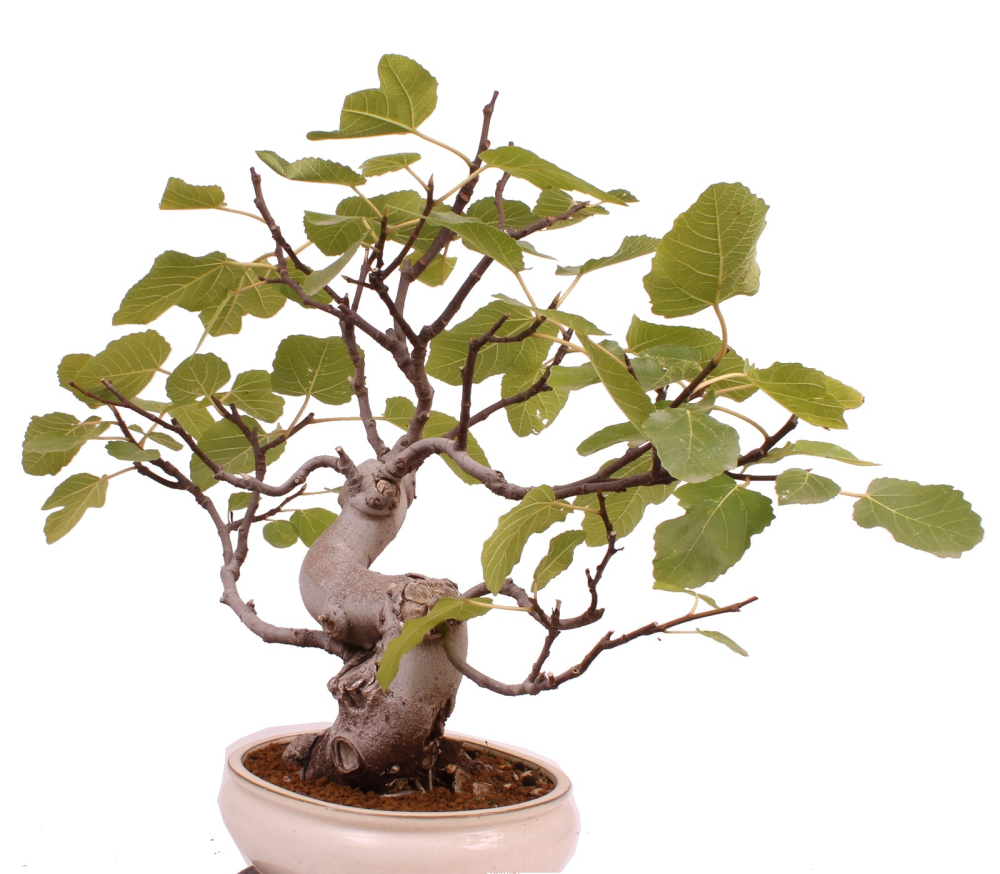 Bonsai - Ficus carica - echte Feige, Feigenbaum 209/80
