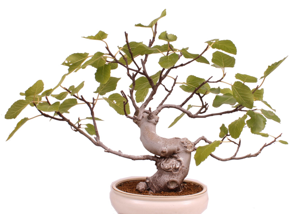 Bonsai - Ficus carica - echte Feige, Feigenbaum 209/80