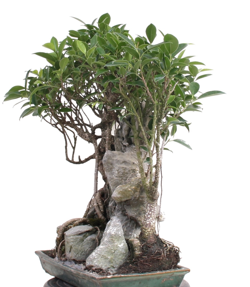 Bonsai -  Ficus retusa (microcarpa), Chinesische Feige, auf Fels 212/30