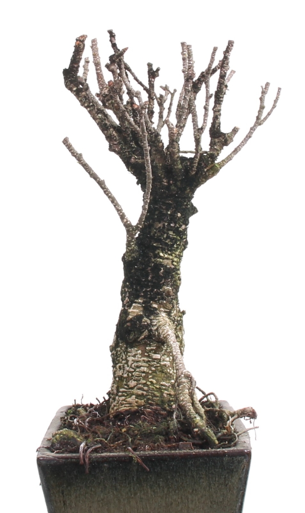 Bonsai -  Ficus retusa (microcarpa), Chinesische Feige 212/38