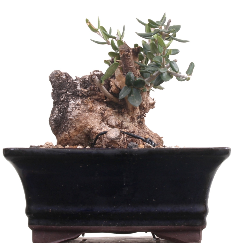 Bonsai - Olea europaea Sylvestris, Wild-Olive, Yamadori, Mame  214/01
