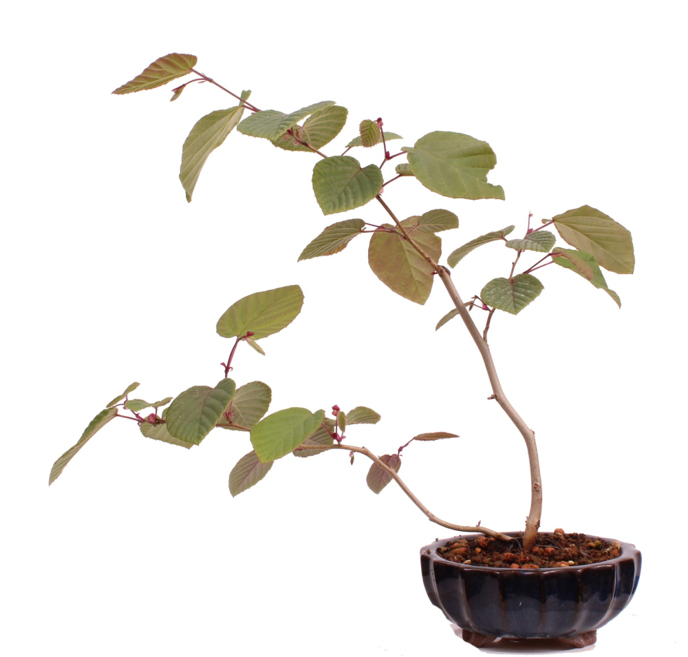 Bonsai - Corylopsis pauciflora - Niedrige Scheinhasel - Glockenhasel 215/17