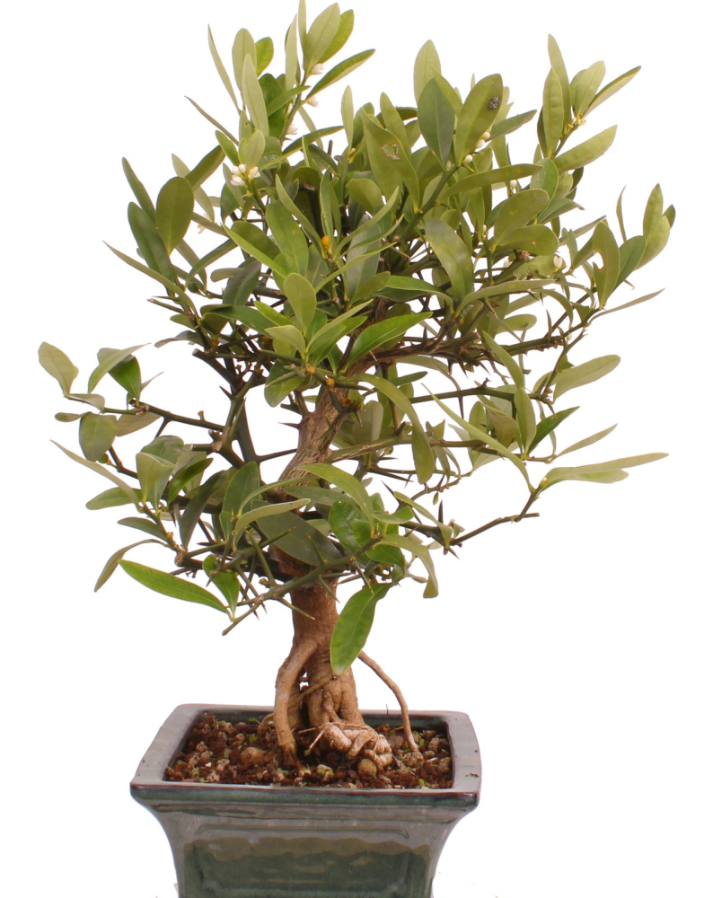 Bonsai - Citrus kinzu, Orangenbaum mit sehr kleinen Früchten  216/44