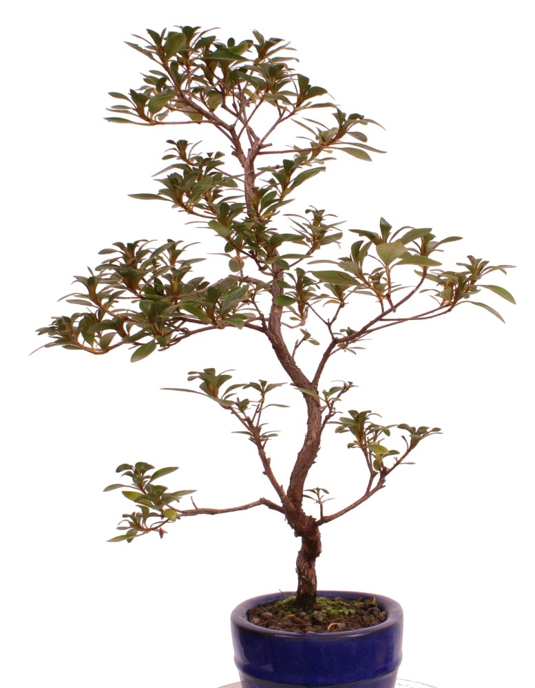 Bonsai - Japanische Satsuki Azalee - 'Beniasuka' - Rhododendron indicum 218/117