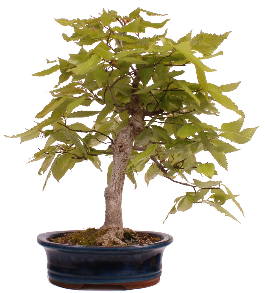 Bonsai - Fagus crenata, Japanische Kerbbuche  aus Japan 218/204