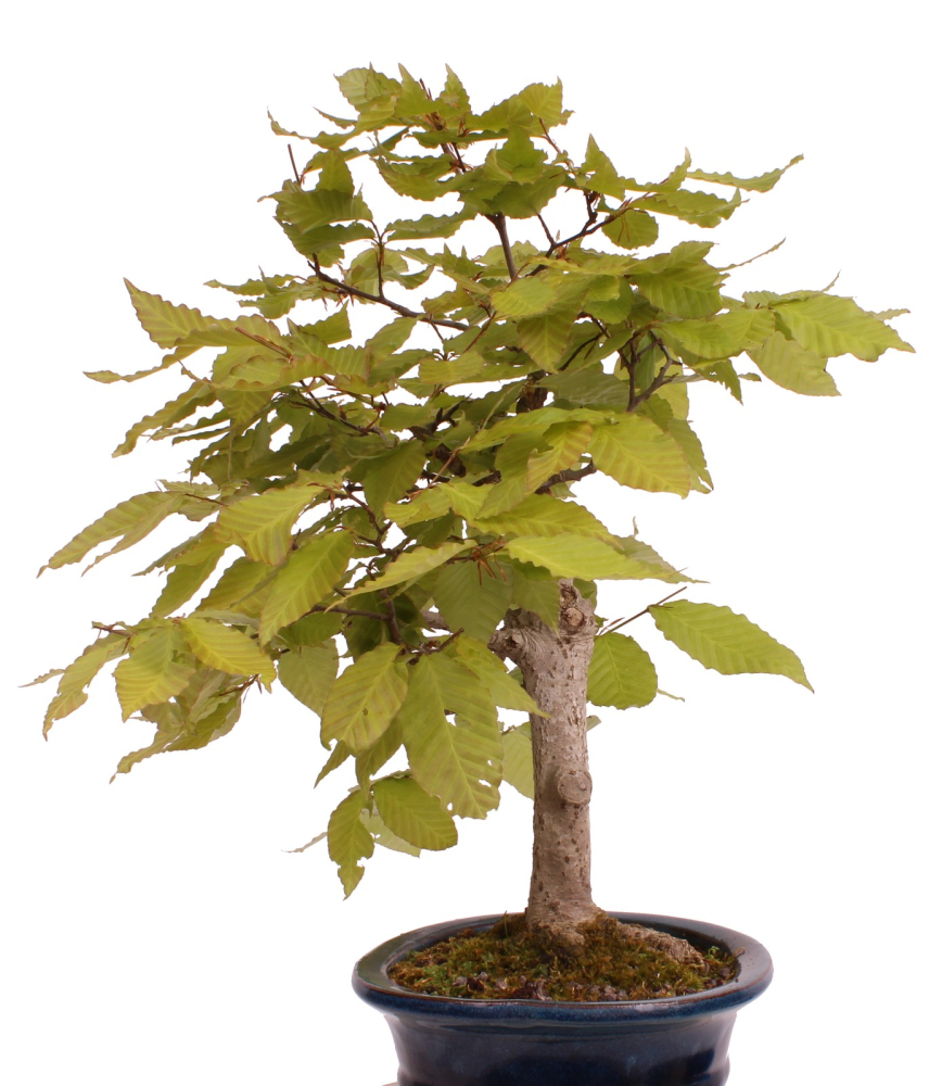 Bonsai - Fagus crenata, Japanische Kerbbuche  aus Japan 218/204