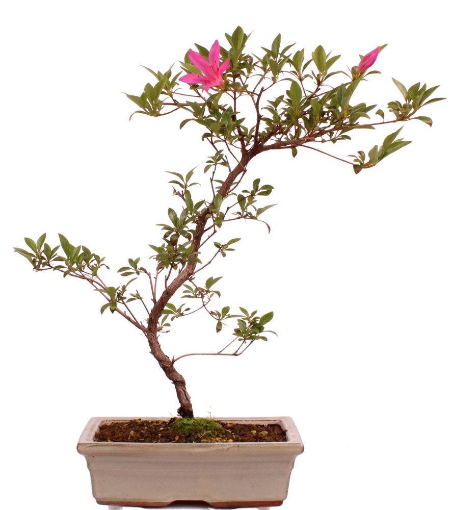 Bonsai Japanische Satsuki Azalee 'Asuka-no-Homare' Rhododendron indicum 218/22