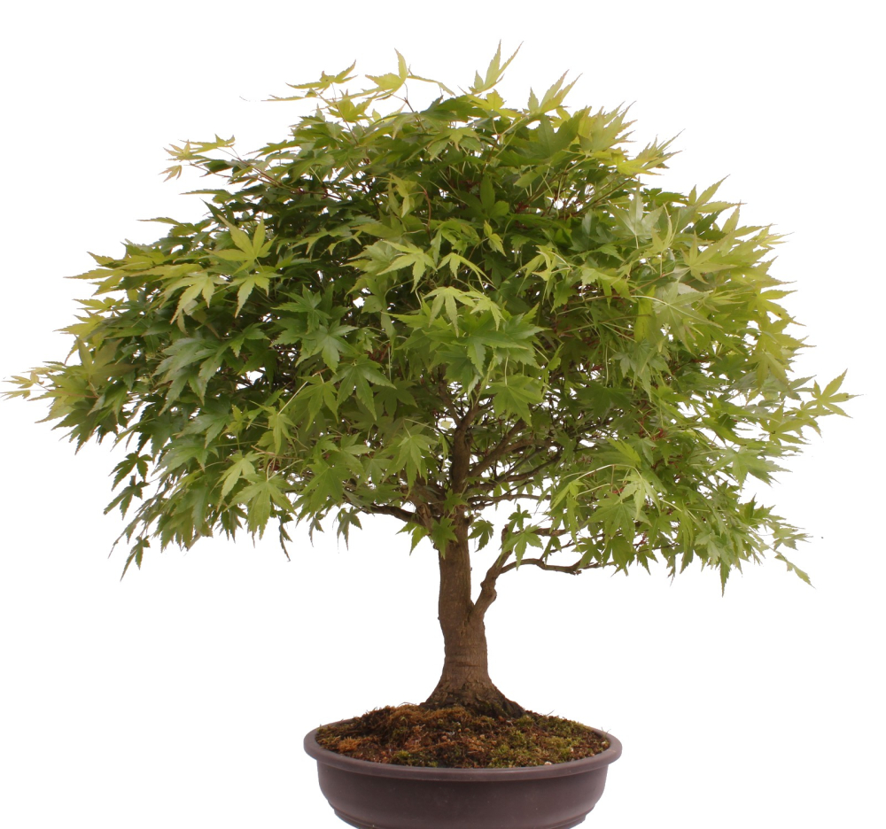 Bonsai - Acer palmatum, Japanischer Fächerahorn 218/246