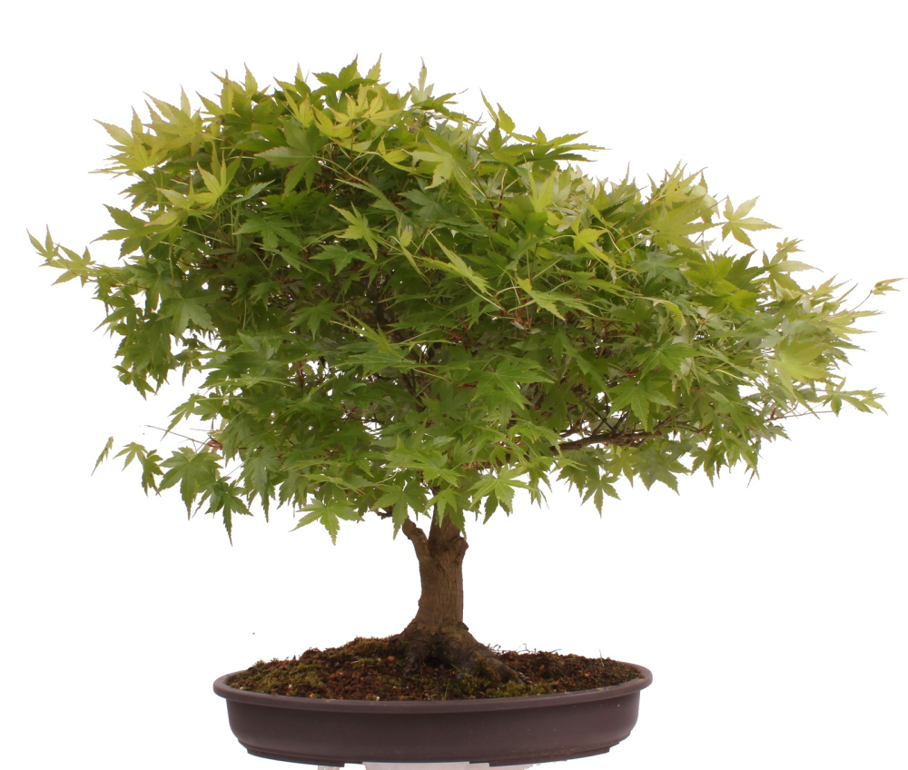 Bonsai - Acer palmatum, Japanischer Fächerahorn 218/246