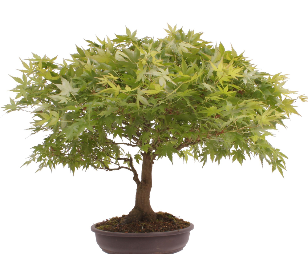 Bonsai - Acer palmatum, Japanischer Fächerahorn 218/246