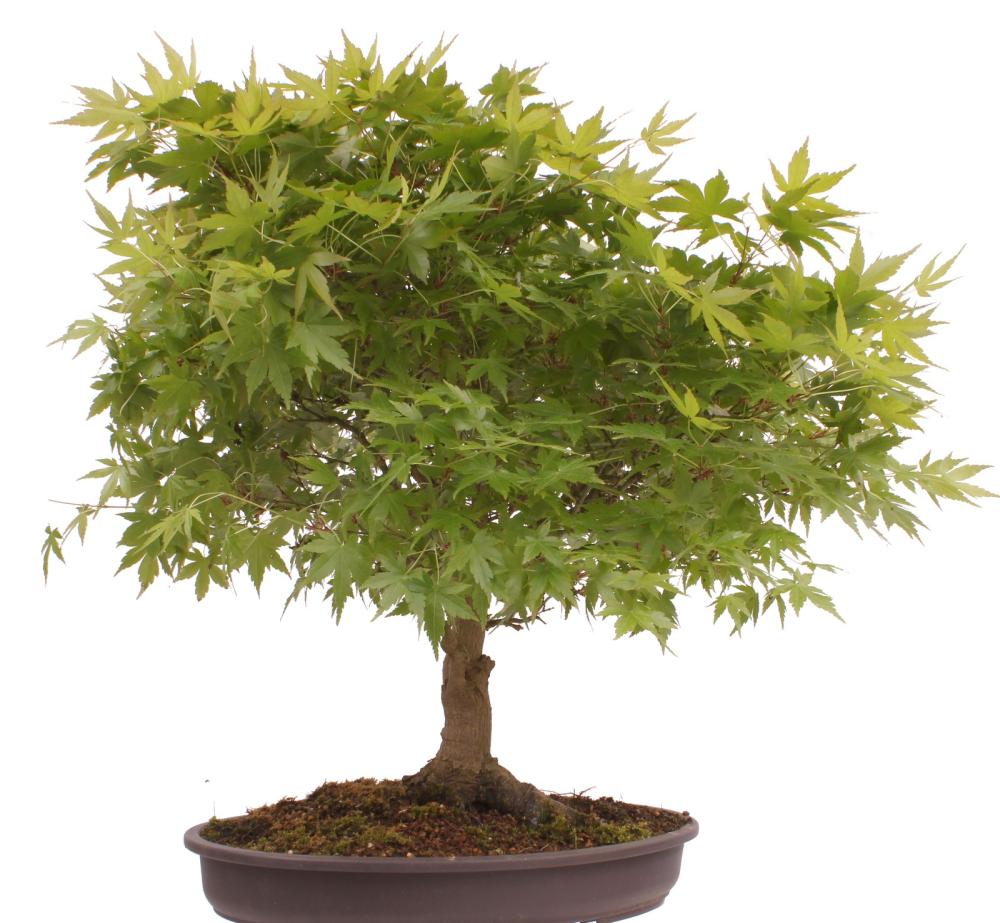 Bonsai - Acer palmatum, Japanischer Fächerahorn 218/246
