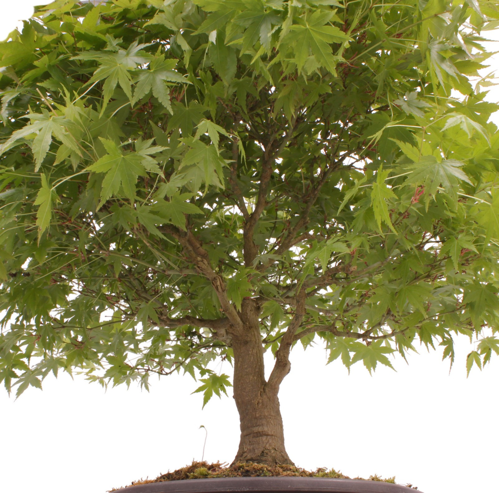 Bonsai - Acer palmatum, Japanischer Fächerahorn 218/246