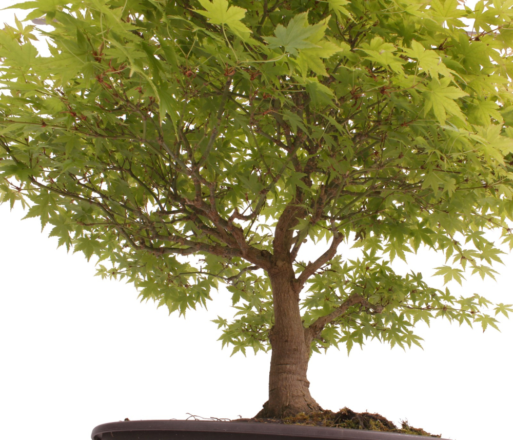 Bonsai - Acer palmatum, Japanischer Fächerahorn 218/246