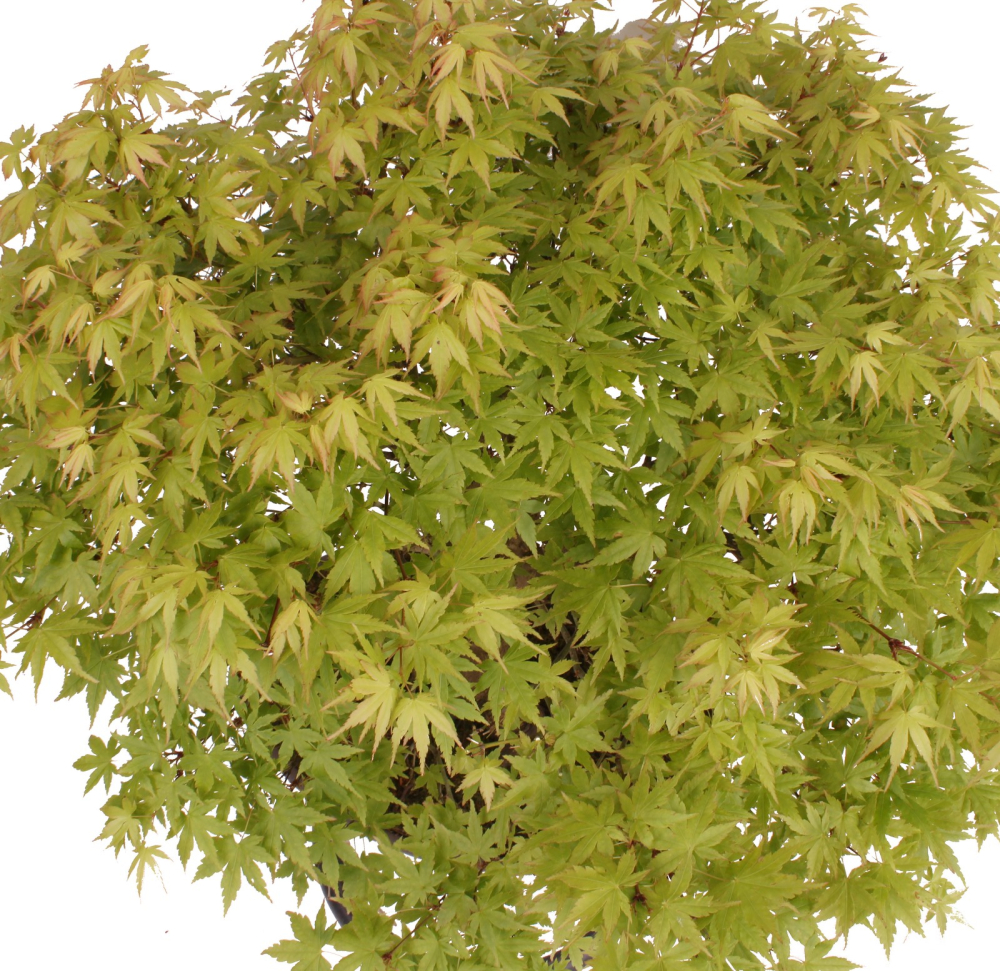 Bonsai - Acer palmatum, Japanischer Fächerahorn 218/246