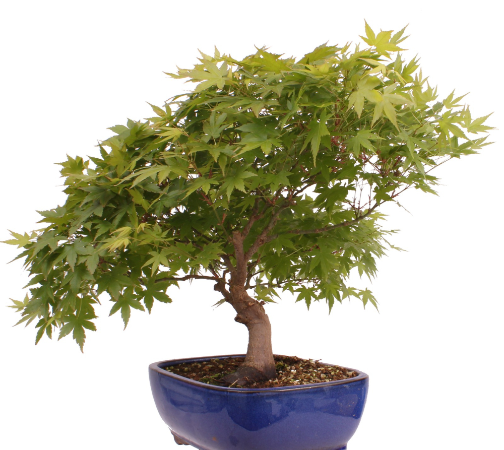Bonsai - Acer palmatum, Japanischer Fächerahorn 218/247