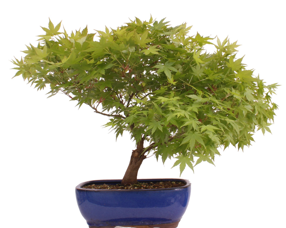 Bonsai - Acer palmatum, Japanischer Fächerahorn 218/247