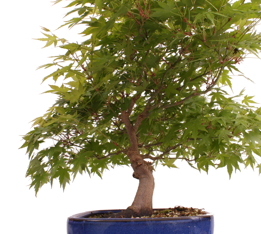 Bonsai - Acer palmatum, Japanischer Fächerahorn 218/247