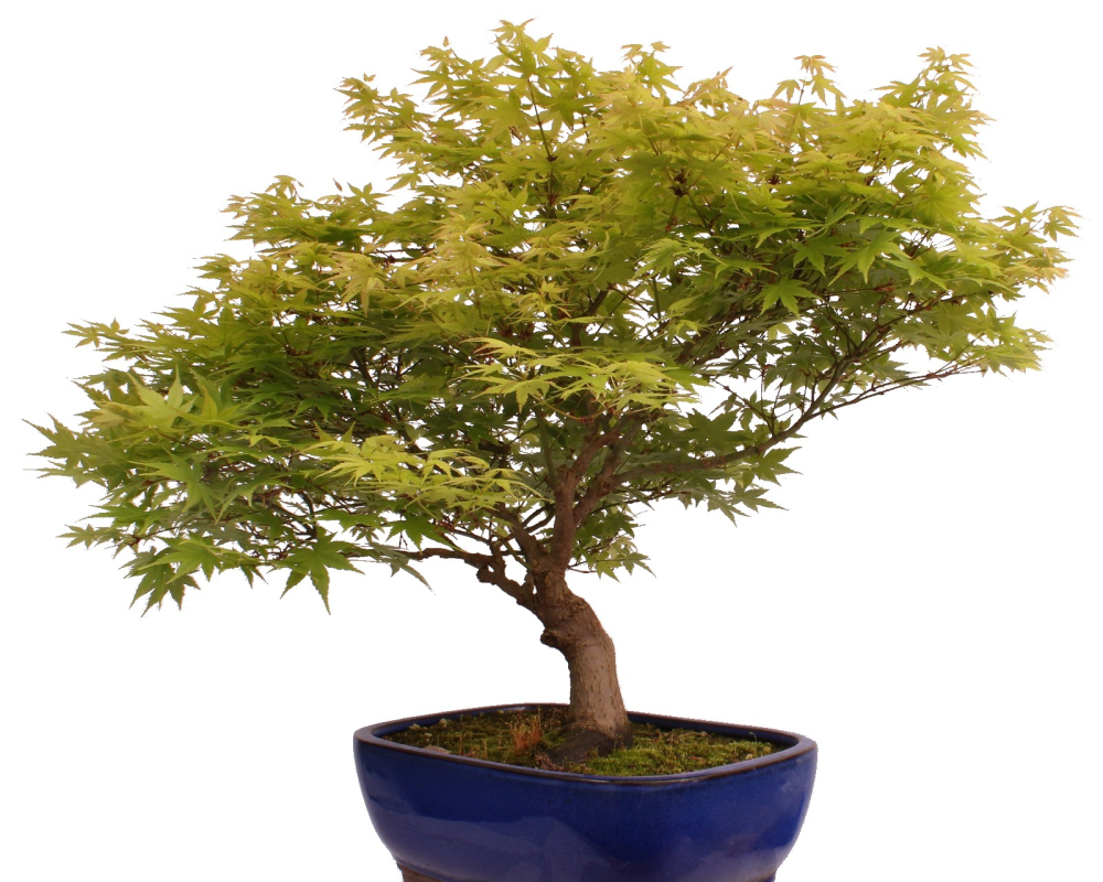 Bonsai - Acer palmatum, Japanischer Fächerahorn 218/247