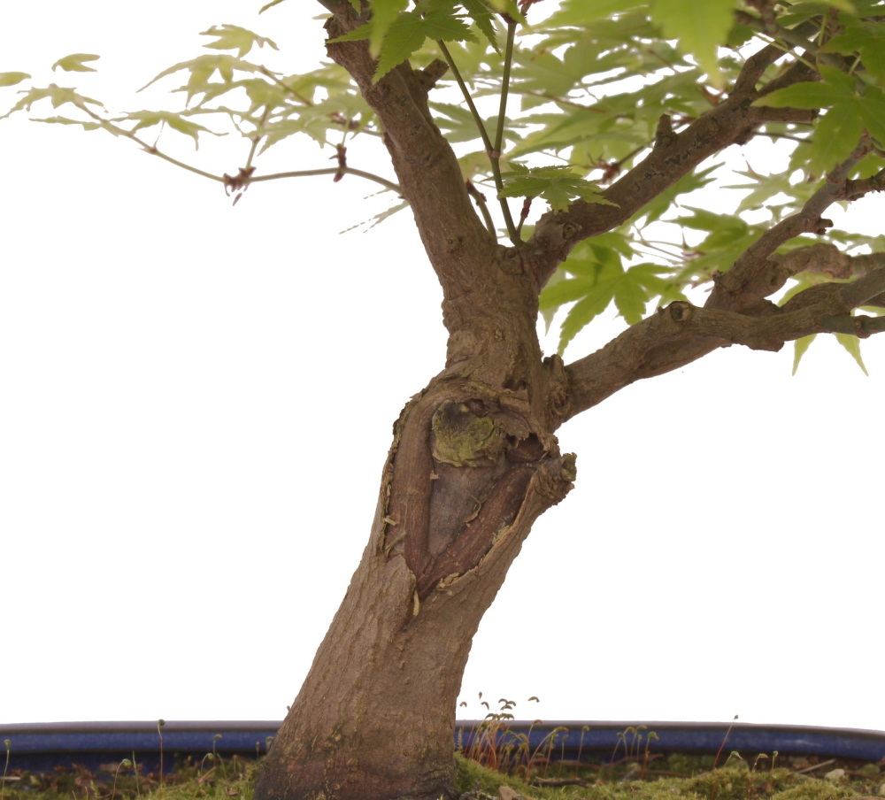 Bonsai - Acer palmatum, Japanischer Fächerahorn 218/247