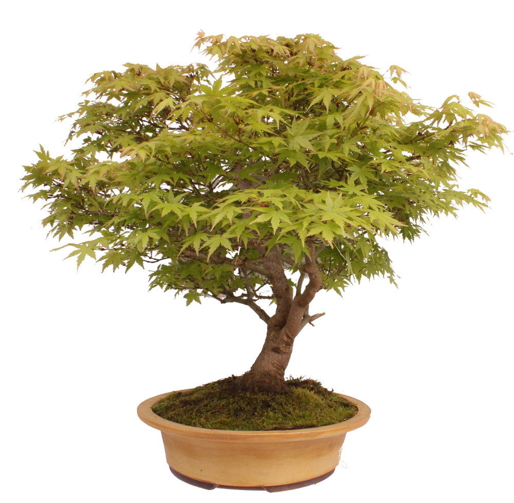 Bonsai - Acer palmatum, Japanischer Fächerahorn 218/248