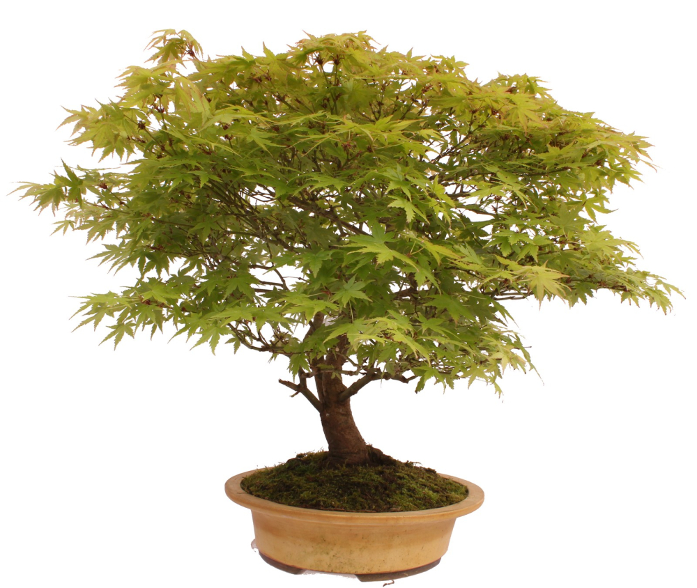 Bonsai - Acer palmatum, Japanischer Fächerahorn 218/248