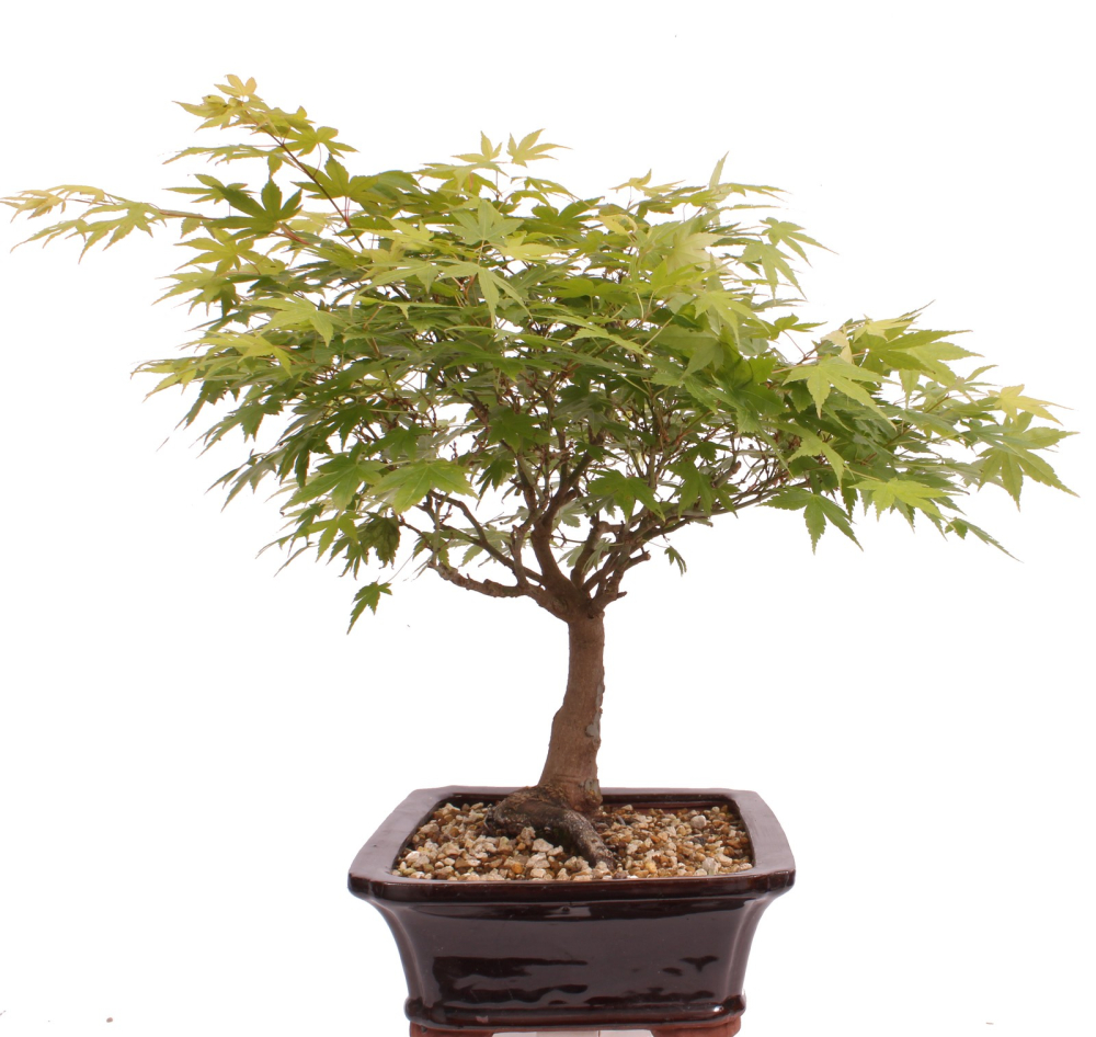 Bonsai - Acer palmatum, Japanischer Fächerahorn 218/250