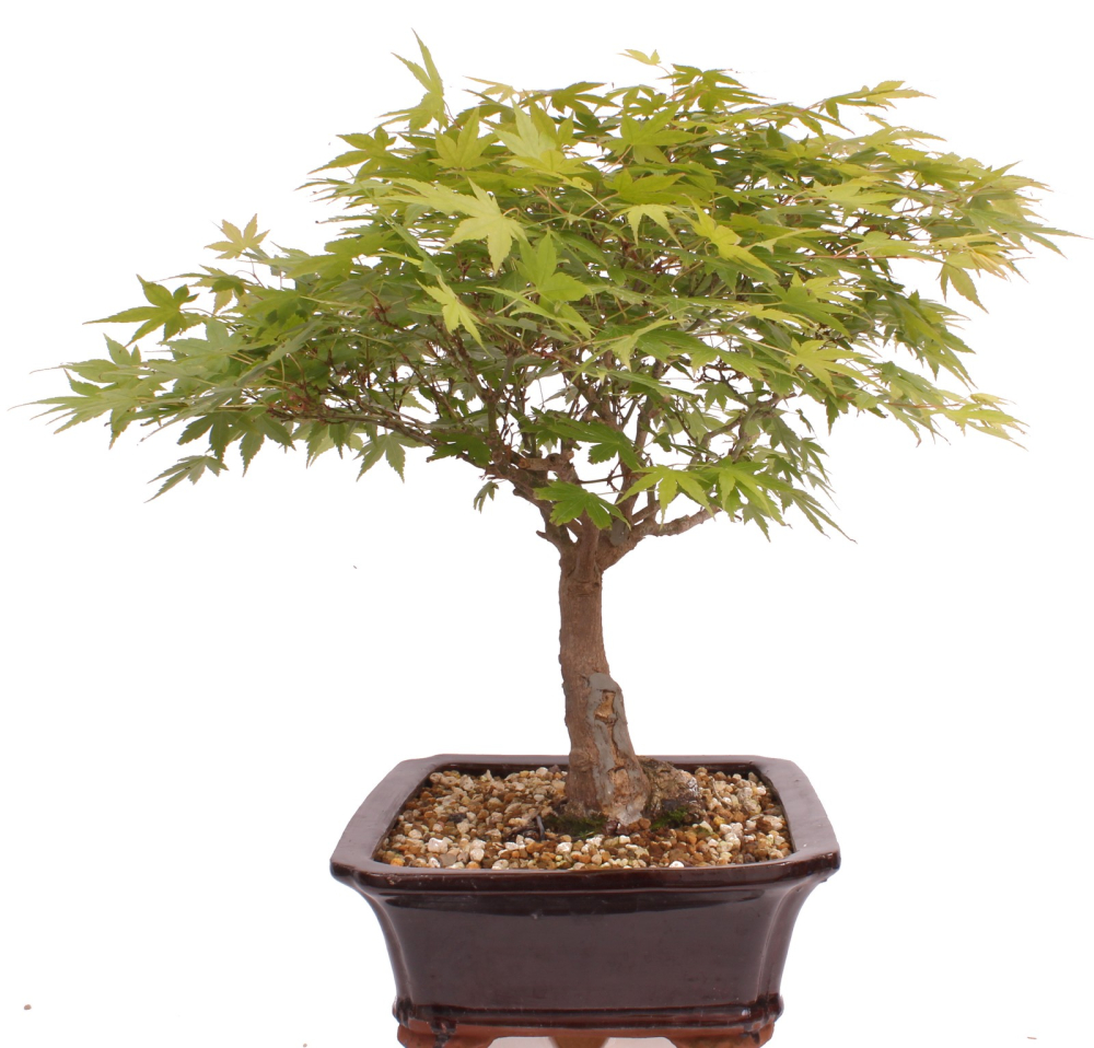 Bonsai - Acer palmatum, Japanischer Fächerahorn 218/250