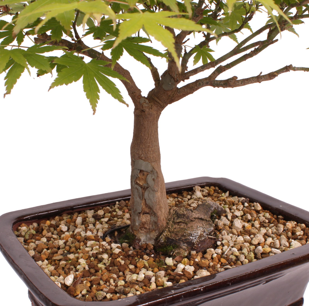 Bonsai - Acer palmatum, Japanischer Fächerahorn 218/250