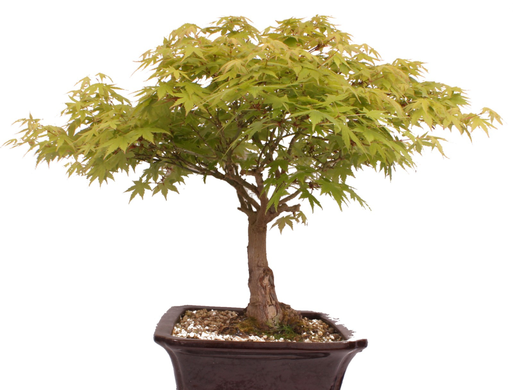 Bonsai - Acer palmatum, Japanischer Fächerahorn 218/250