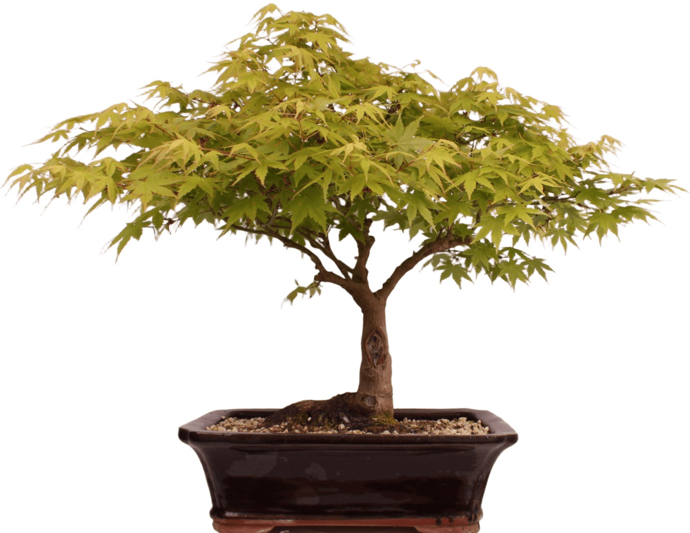 Bonsai - Acer palmatum, Japanischer Fächerahorn 218/250