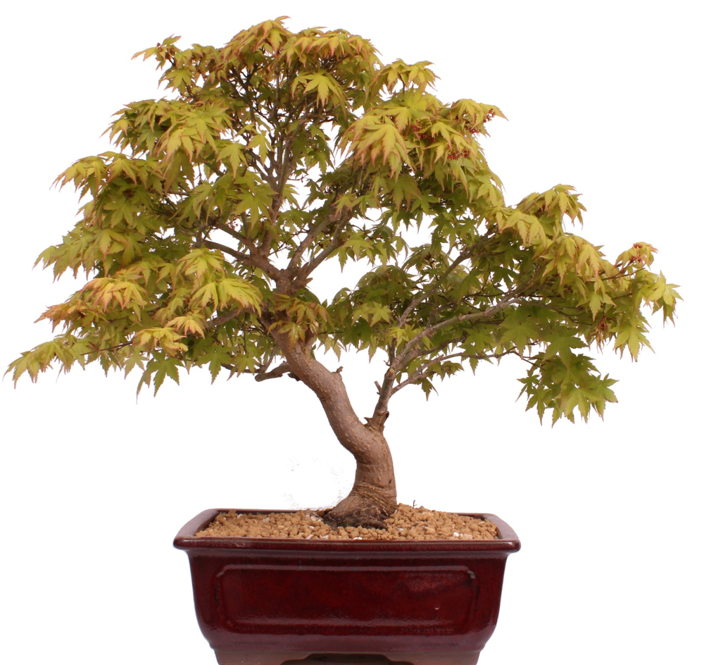 Bonsai - Acer palmatum - Japanischer Fächerahorn 218/251