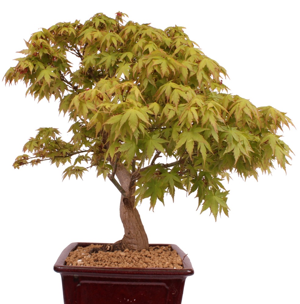 Bonsai - Acer palmatum - Japanischer Fächerahorn 218/251