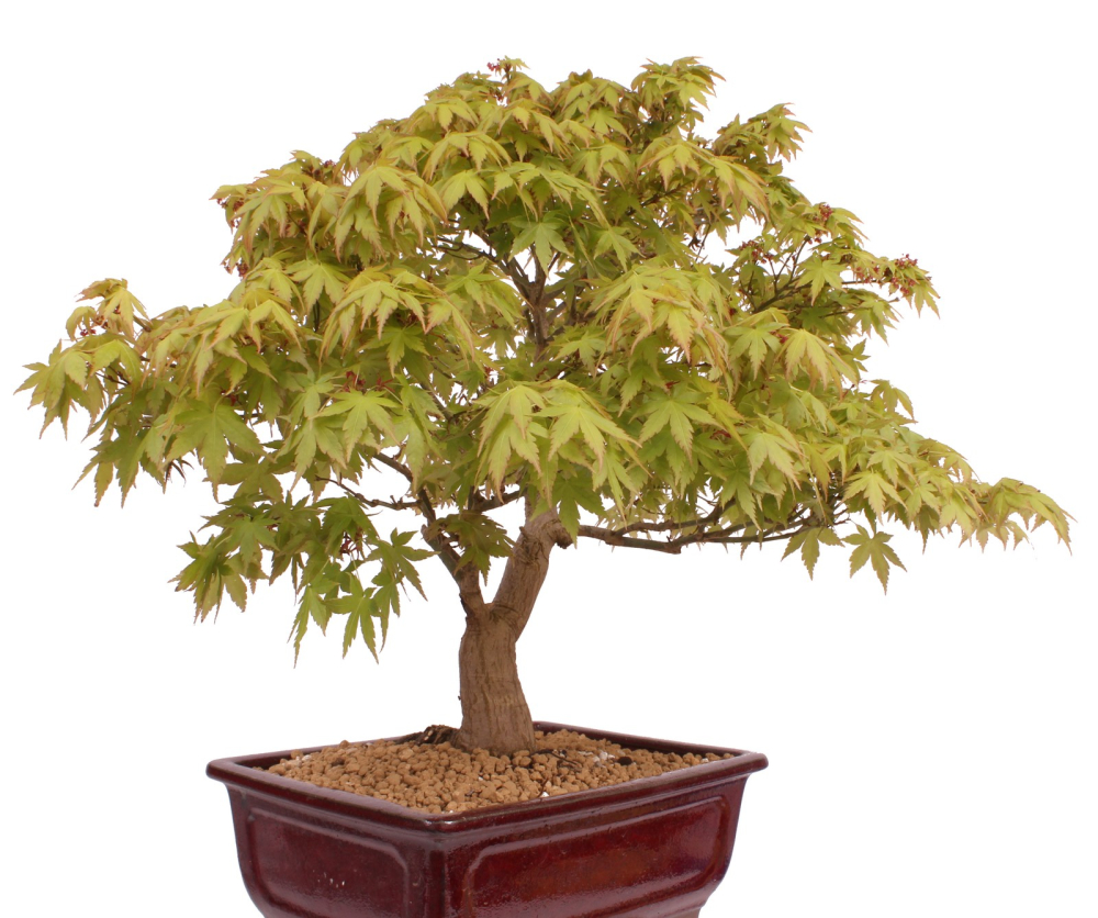 Bonsai - Acer palmatum - Japanischer Fächerahorn 218/251