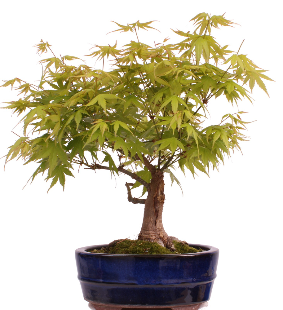 Bonsai - Acer palmatum - Japanischer Fächerahorn 218/253
