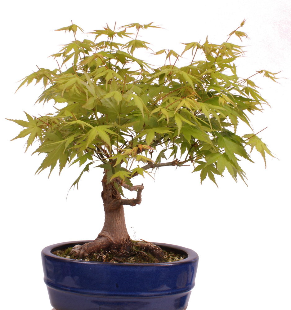 Bonsai - Acer palmatum - Japanischer Fächerahorn 218/253