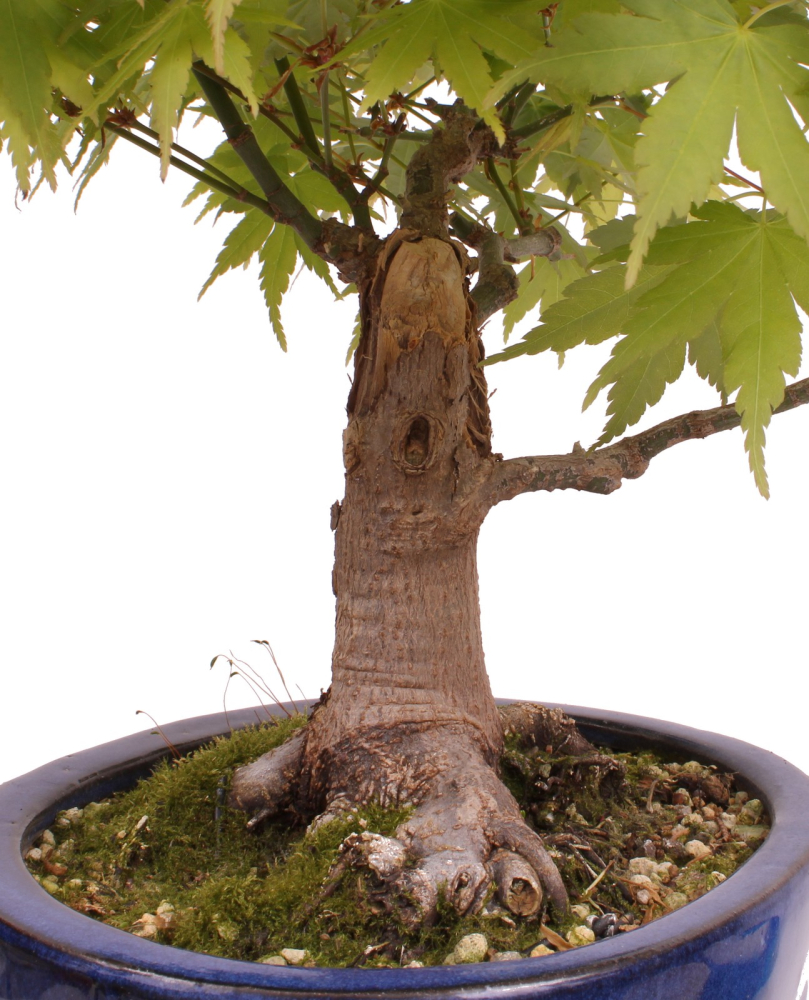 Bonsai - Acer palmatum - Japanischer Fächerahorn 218/253