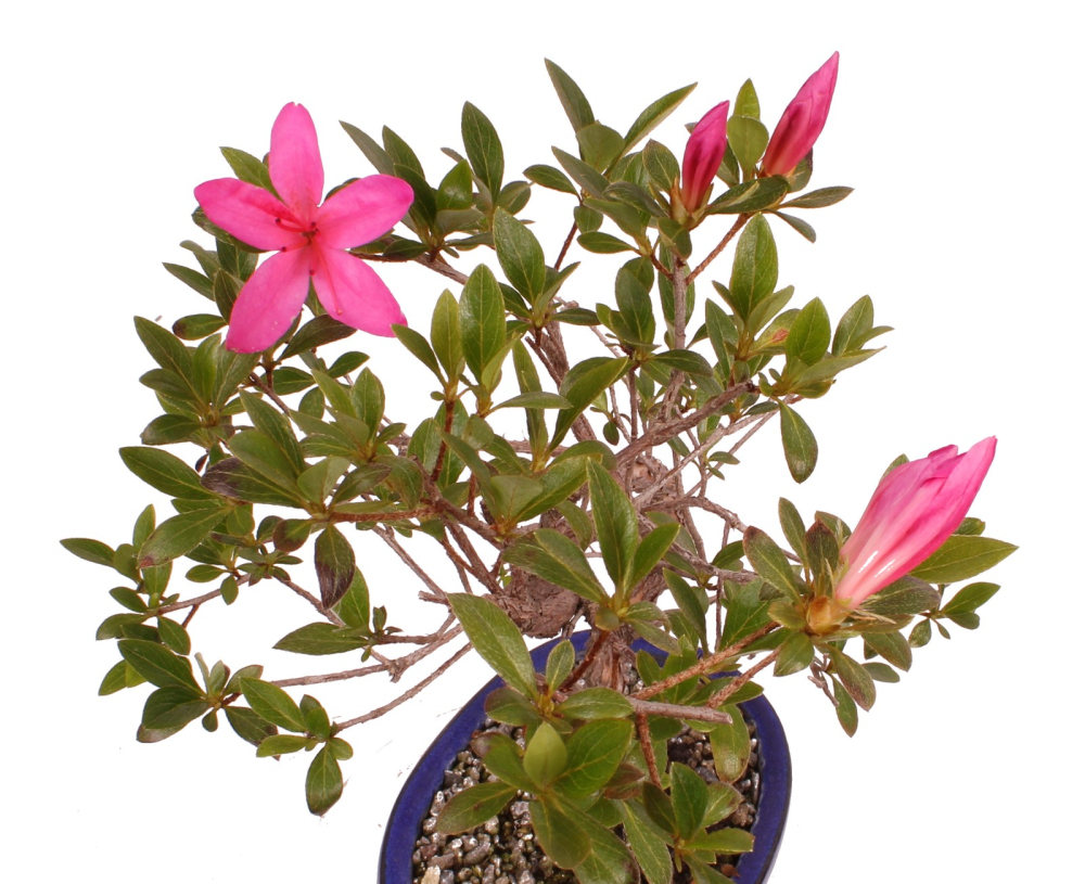 Bonsai - Japanische Satsuki Azalee 'Asuka-no-Homare' Rhododendron indicum 218/68