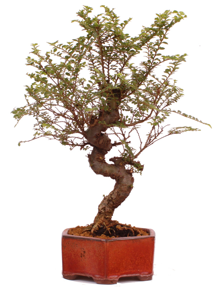 Bonsai - Ulmus parvifolia 'Seiju', Chinesische Ulme, sehr kleine Blätter 220/91