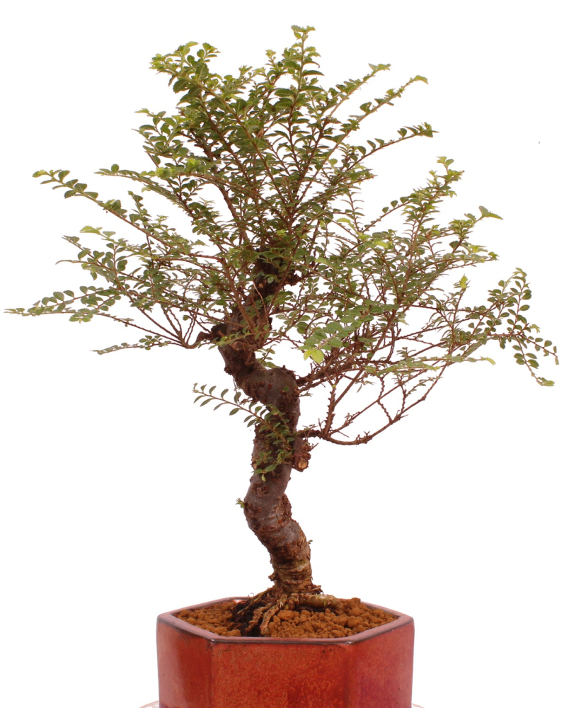 Bonsai - Ulmus parvifolia 'Seiju', Chinesische Ulme, sehr kleine Blätter 220/91