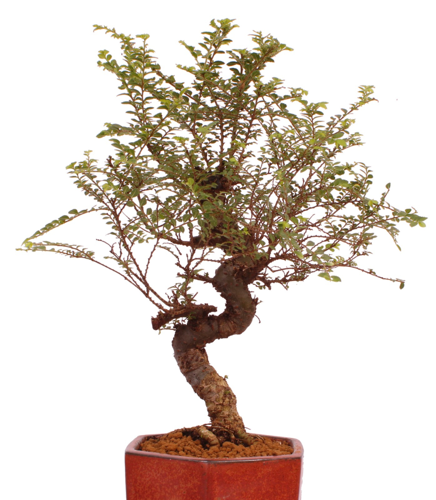 Bonsai - Ulmus parvifolia 'Seiju', Chinesische Ulme, sehr kleine Blätter 220/91