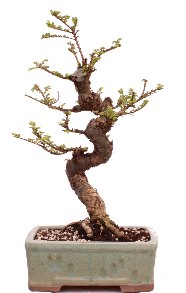 Bonsai - Ulmus parvifolia 'Seiju', Chinesische Ulme, sehr kleine Blätter 220/91