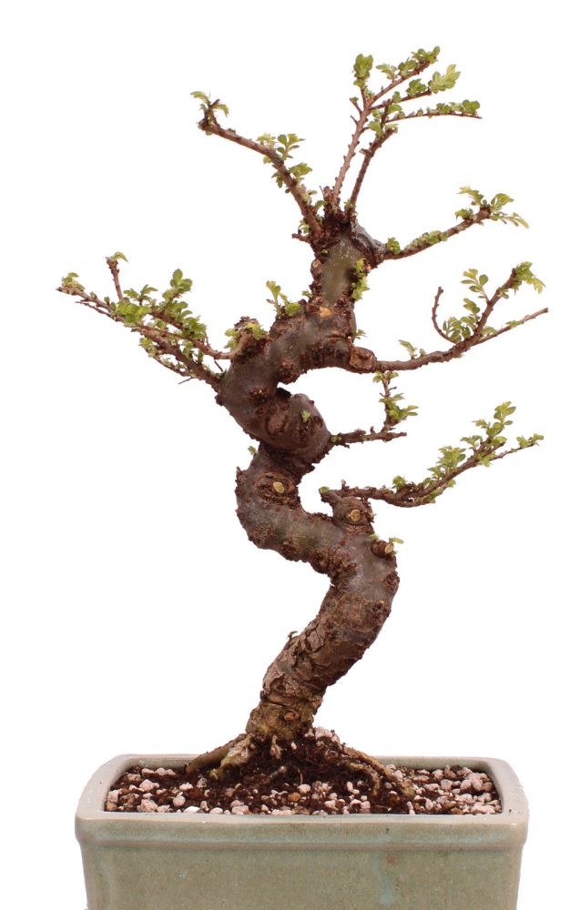 Bonsai - Ulmus parvifolia 'Seiju', Chinesische Ulme, sehr kleine Blätter 220/91