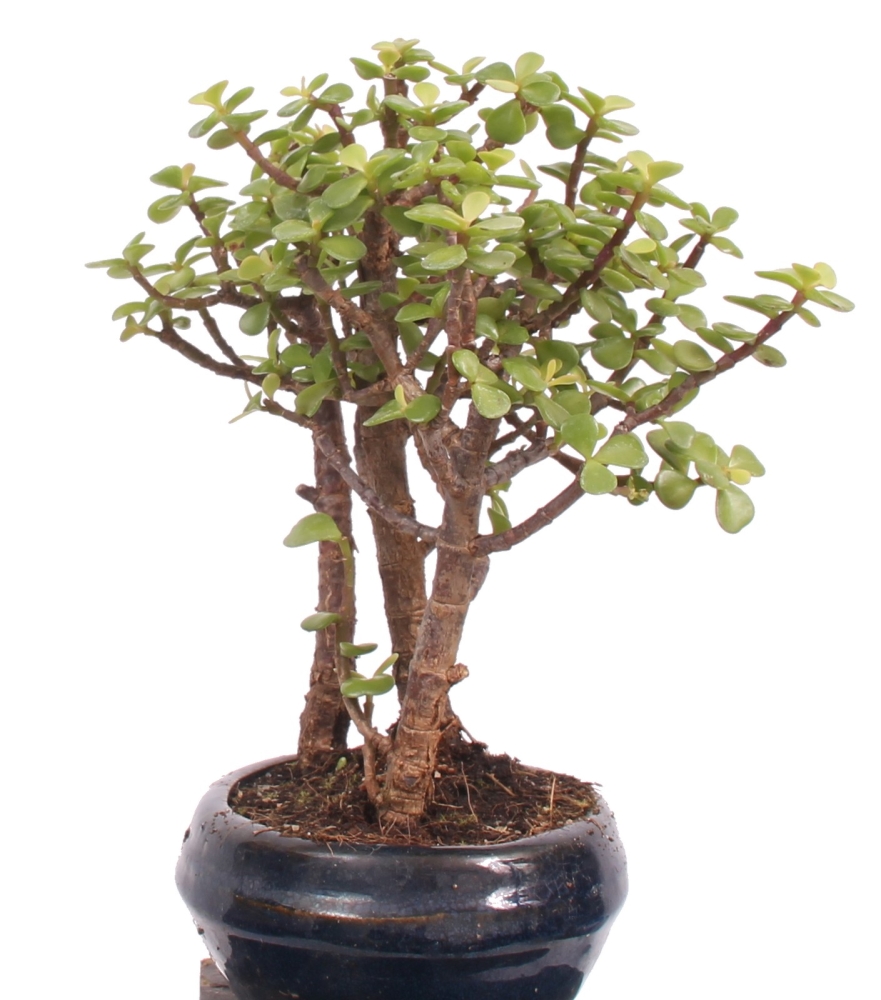 Bonsai - Portulacaria afra, Speckbaum, Jadebaum, Elefantenbaum  221/29