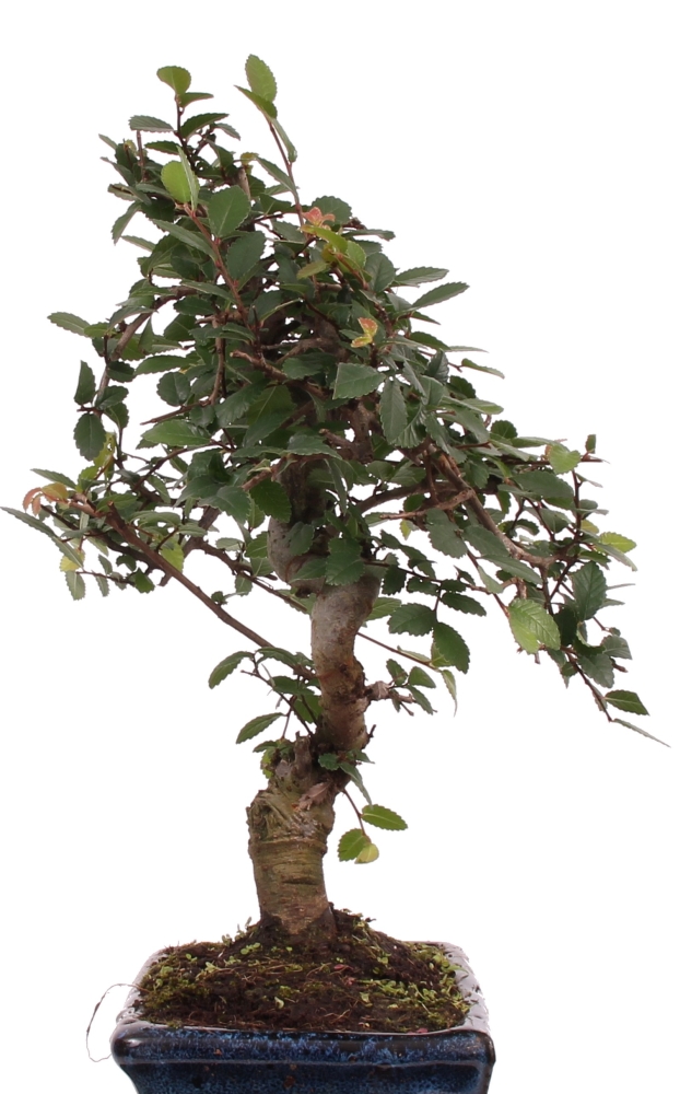 Bonsai - Ulmus parvifolia, Chinesische Ulme 221/60