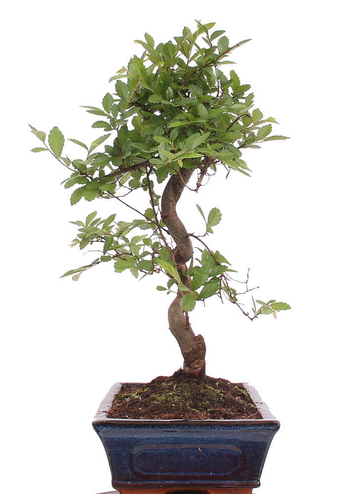 Bonsai - Ulmus parvifolia, Chinesische Ulme 221/64