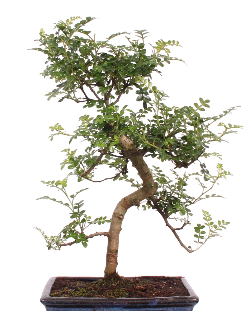 Bonsai - Zanthoxylum piperitum, Pfefferbaum, Szechuan-Pfeffer   221/74