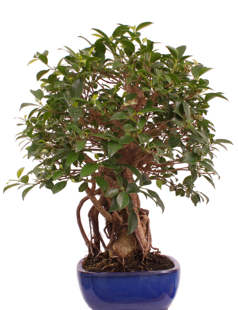 Bonsai - Ficus retusa - Chinesische Feige 221/77
