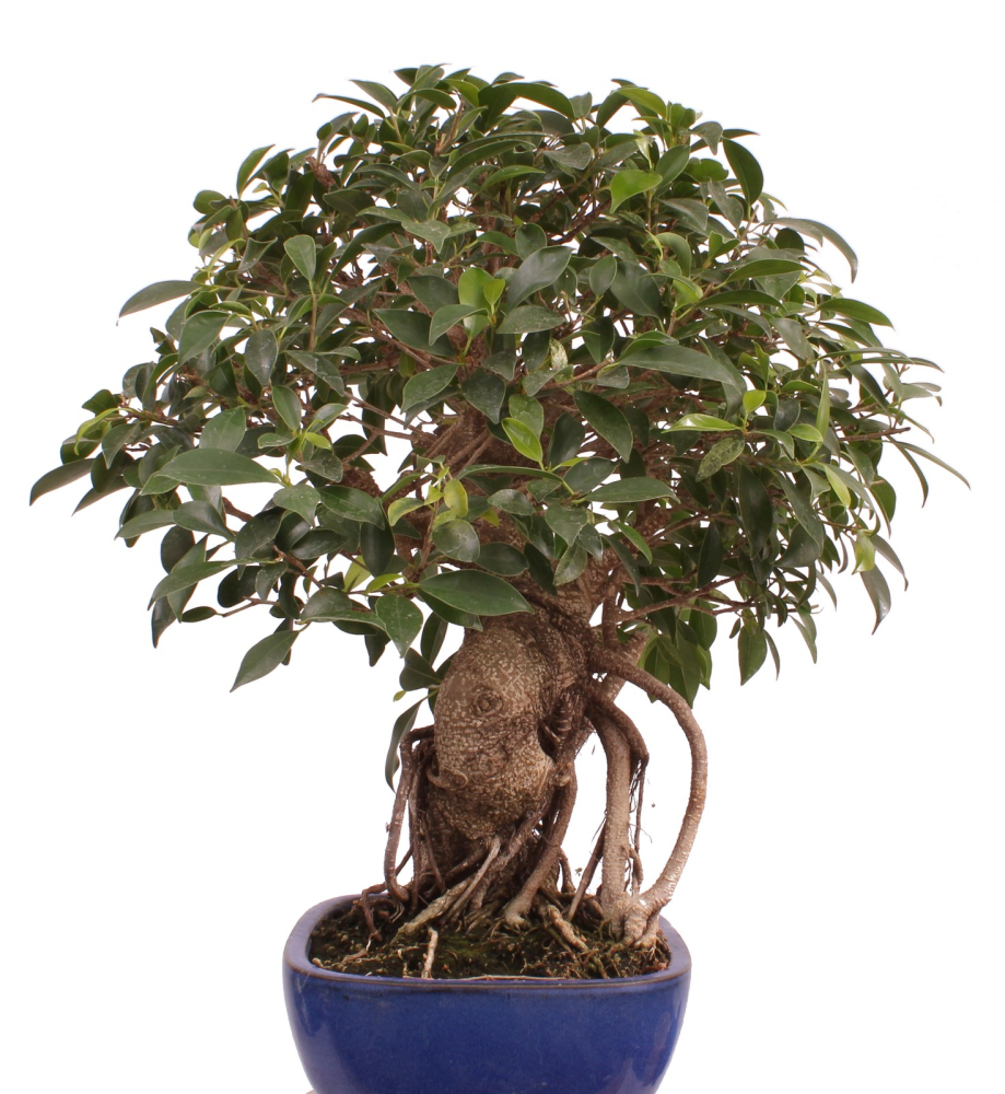 Bonsai - Ficus retusa - Chinesische Feige 221/77