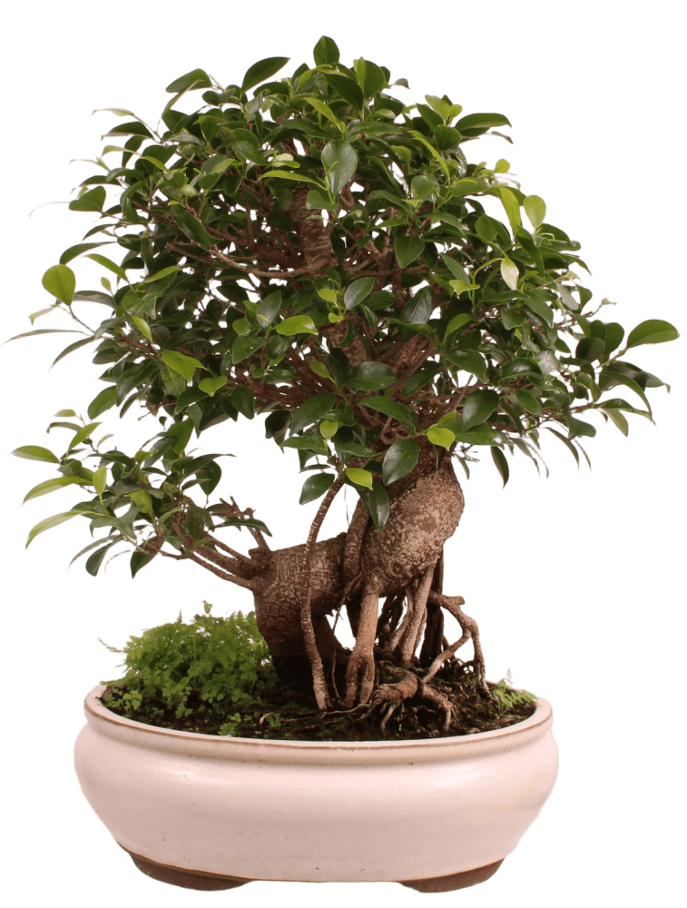 Bonsai - Ficus retusa - Chinesische Feige 221/79
