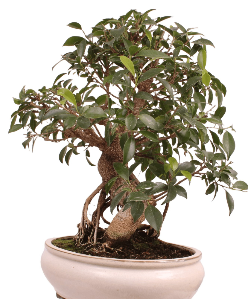Bonsai - Ficus retusa - Chinesische Feige 221/79